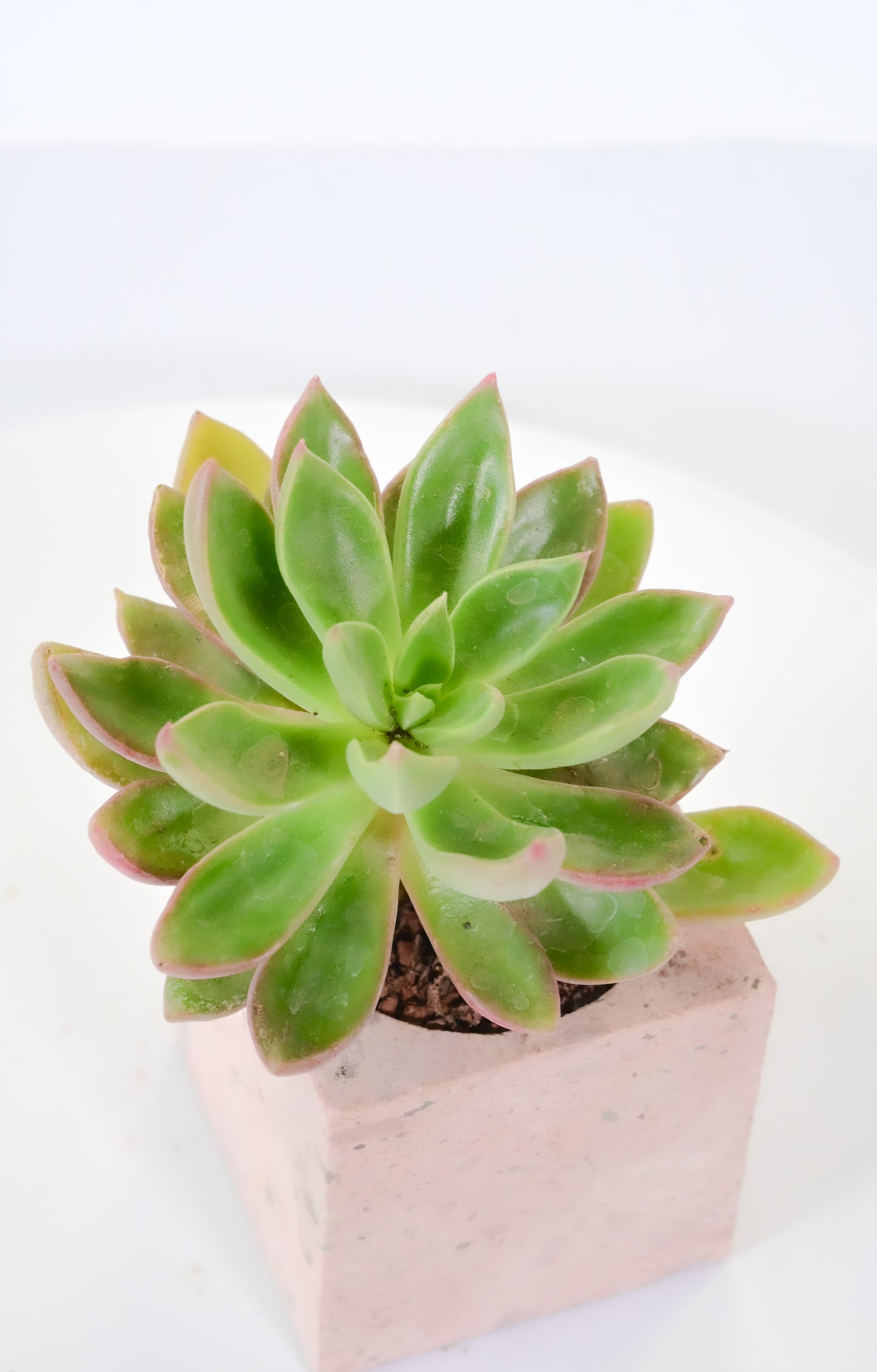 Echeveria sagita