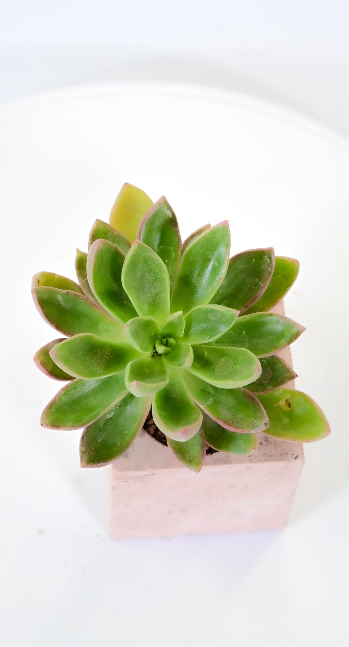 Echeveria sagita