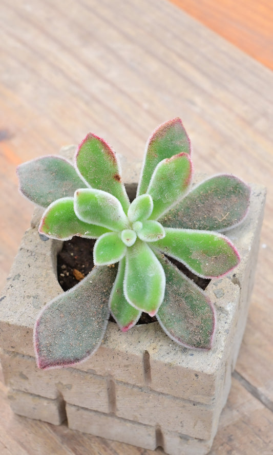 Echeveria pulvinata 'Hybrid'