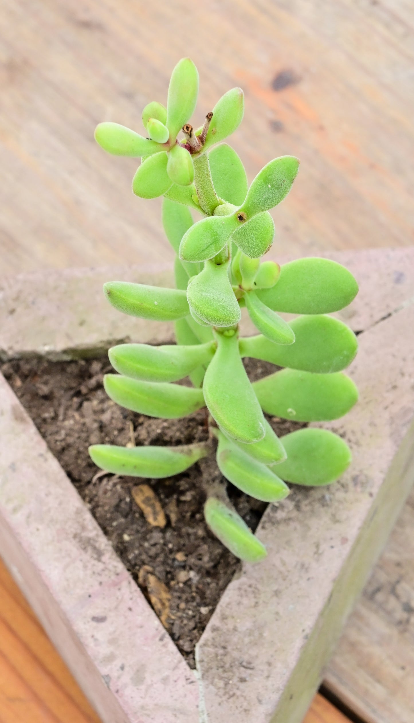 Rogersii Crasula