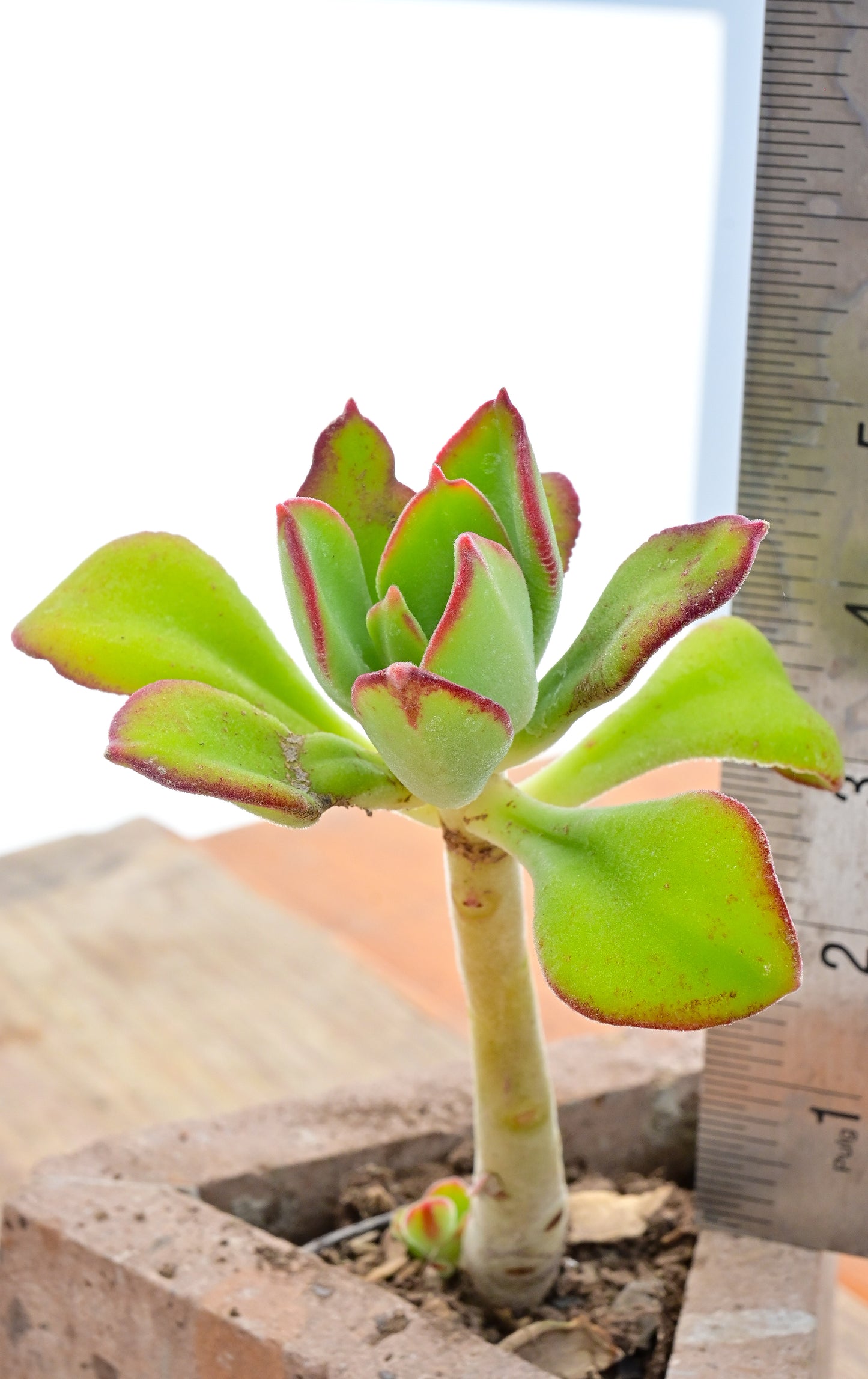 Aeonium decorum (Webb ex Bolle)