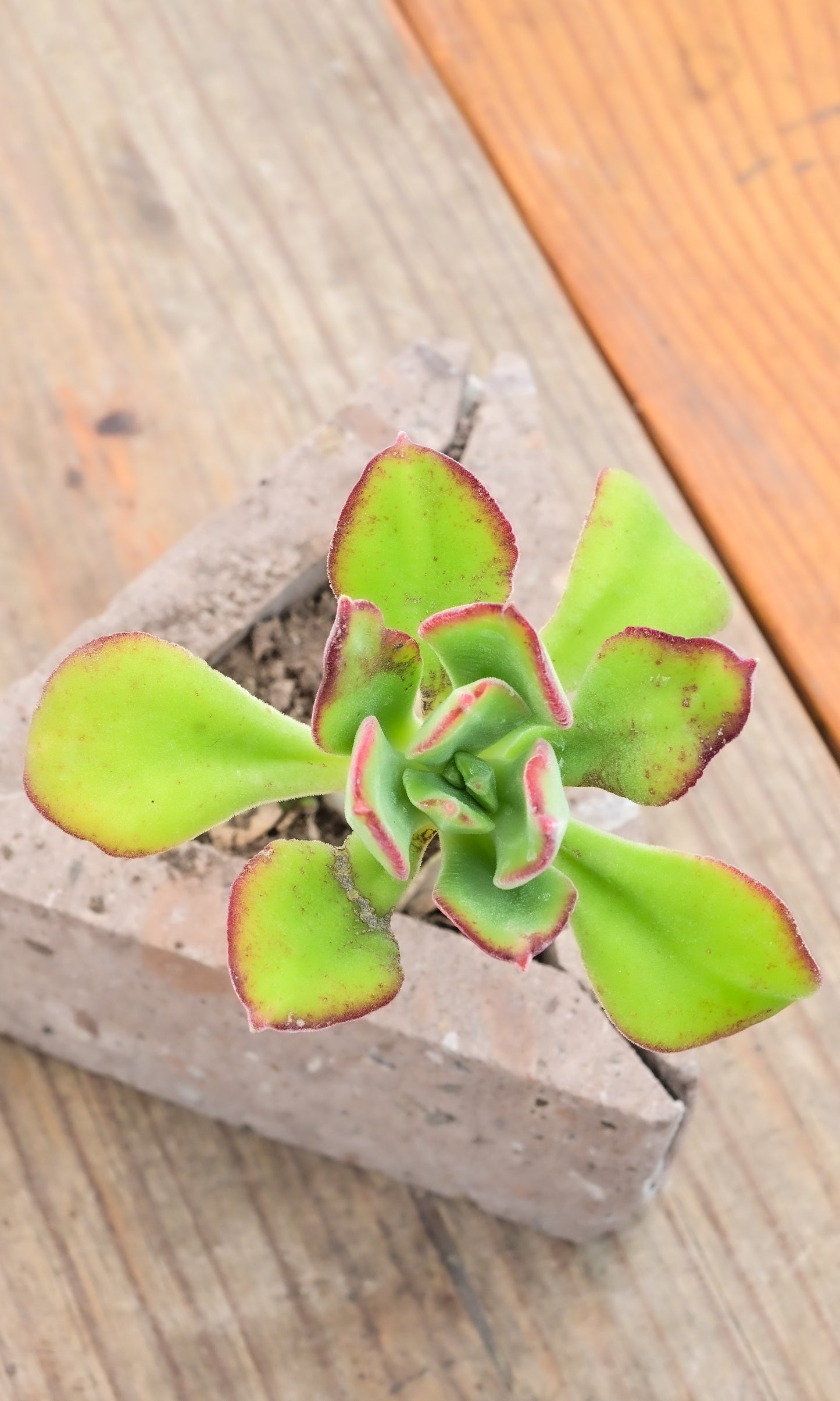 Aeonium decorum (Webb ex Bolle)