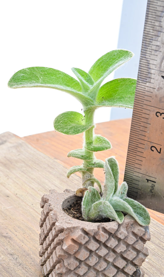 Tradescantia sillamontana (Planta terciopelo) Barquito