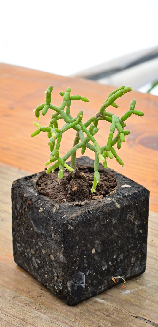 Rhipsalis Cereusucula Coral Exótica