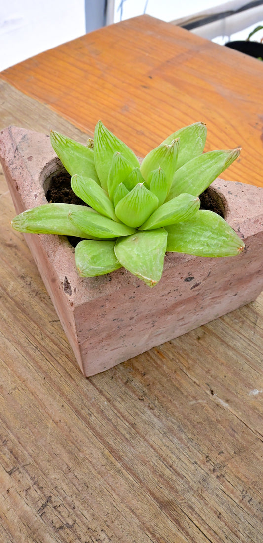 Haworthia Cimbiformis