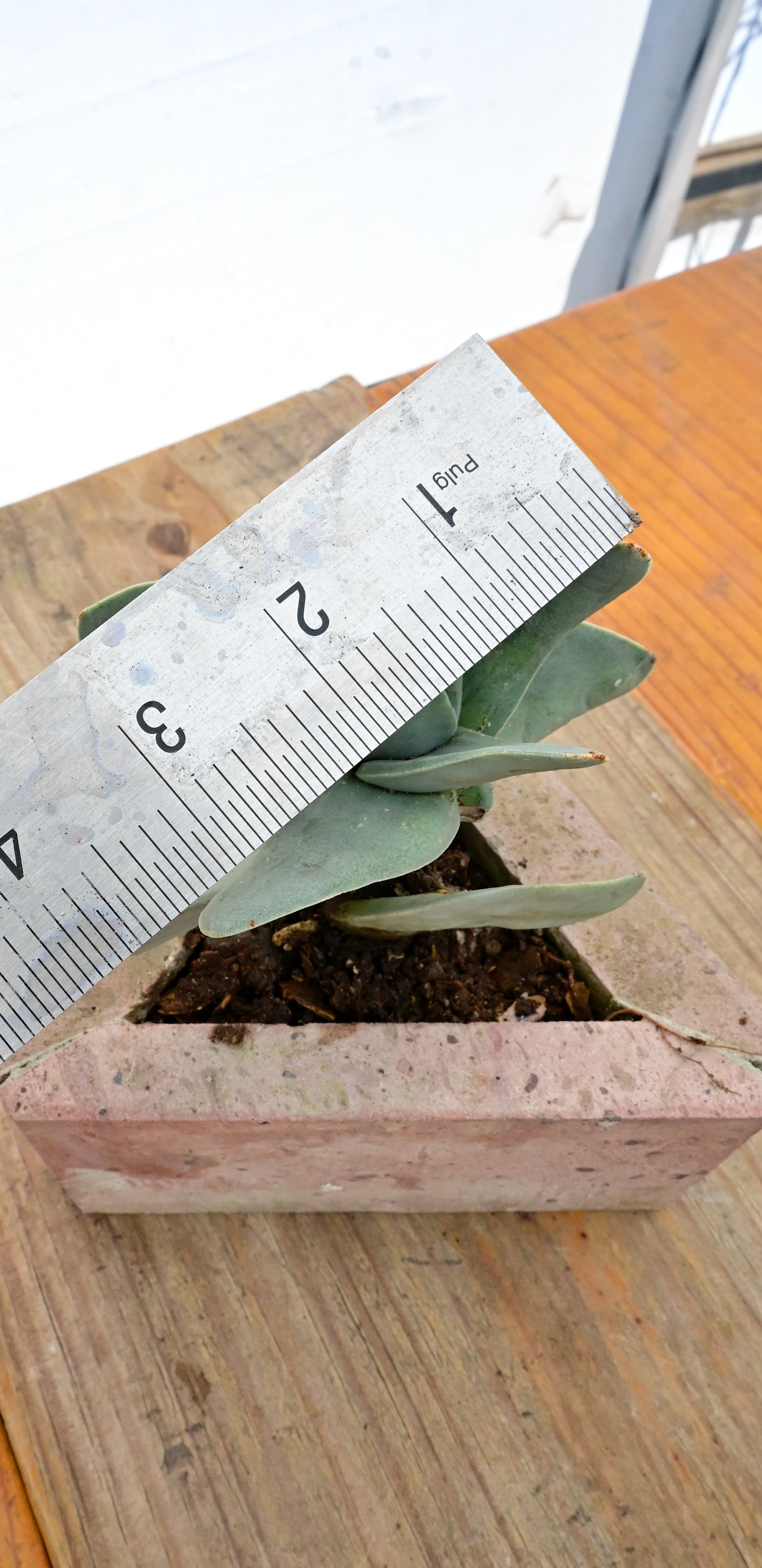 Crassula perfoliata var. falcata (Aleta de tiburón)