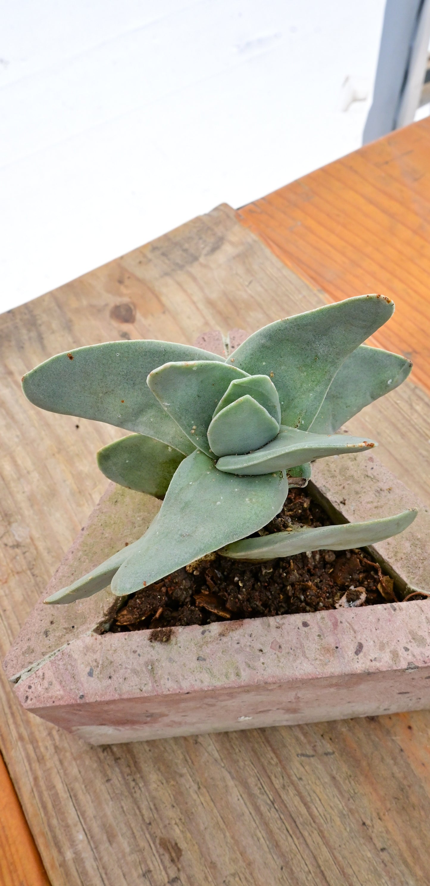 Crassula perfoliata var. falcata (Aleta de tiburón)