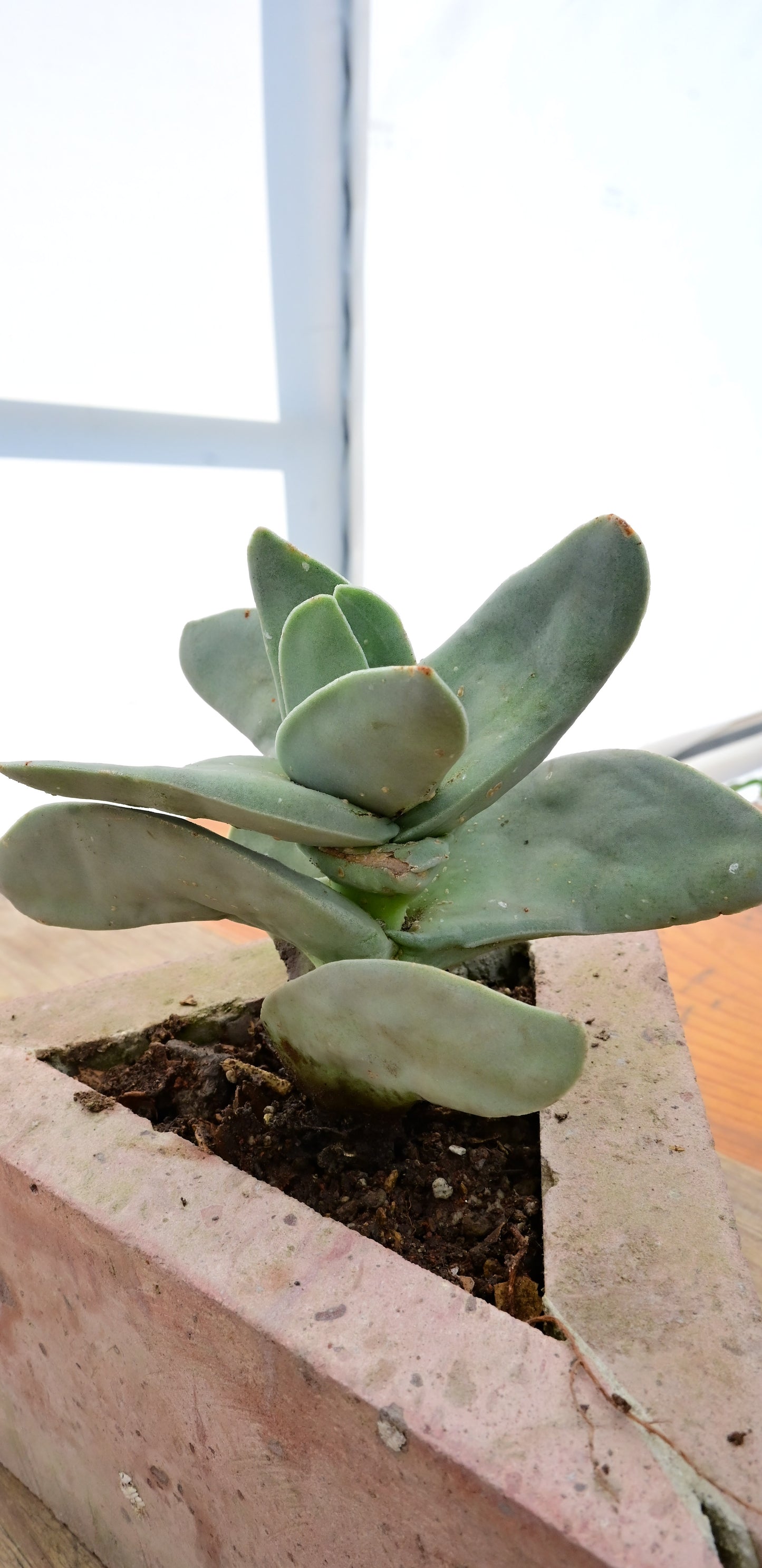 Crassula perfoliata var. falcata (Aleta de tiburón)