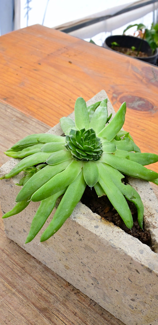 Orostachys japonica