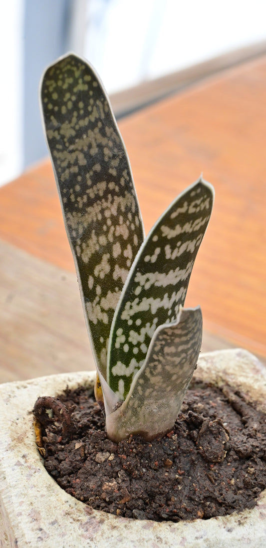 Gasteria Gracilis (lengua de buey)