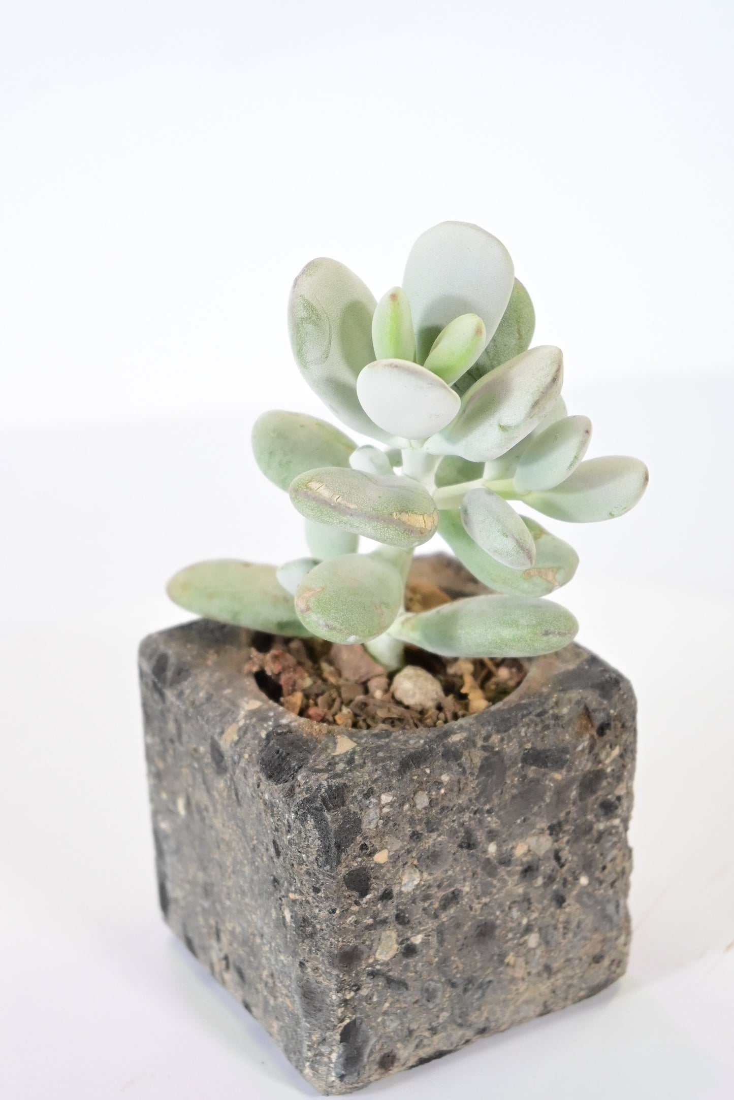 Cotiledón orbiculata
