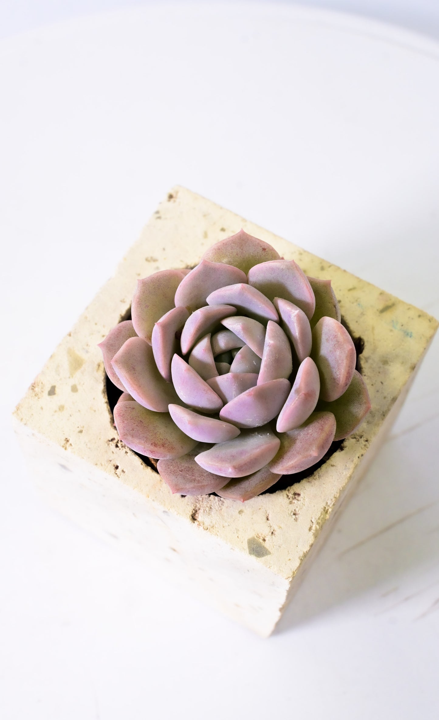 Echeveria ice purple