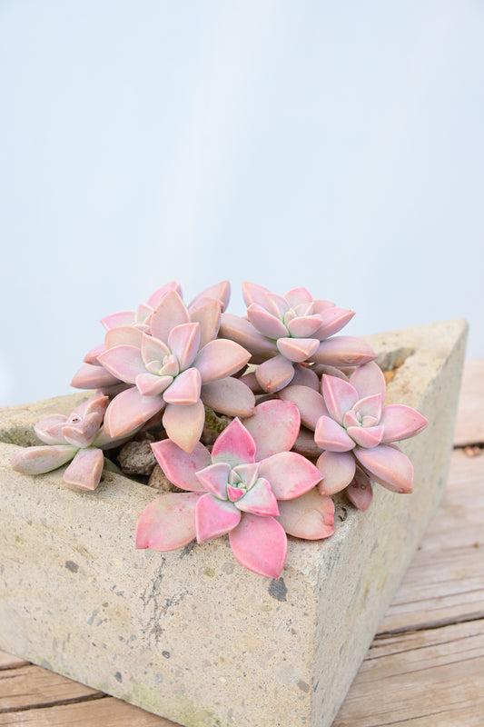 Guanajuato Graptopetalum Paraguayense