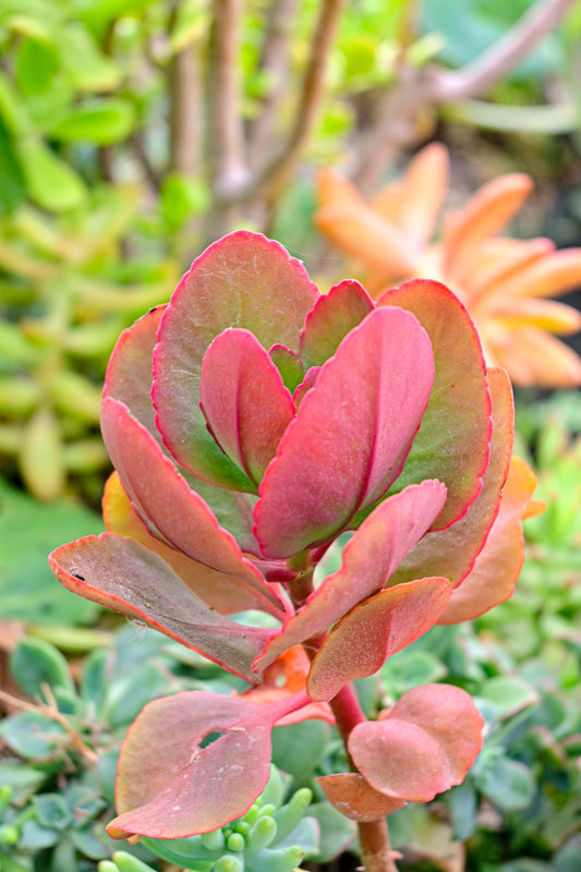 Kalanchoe fedtschenkoi