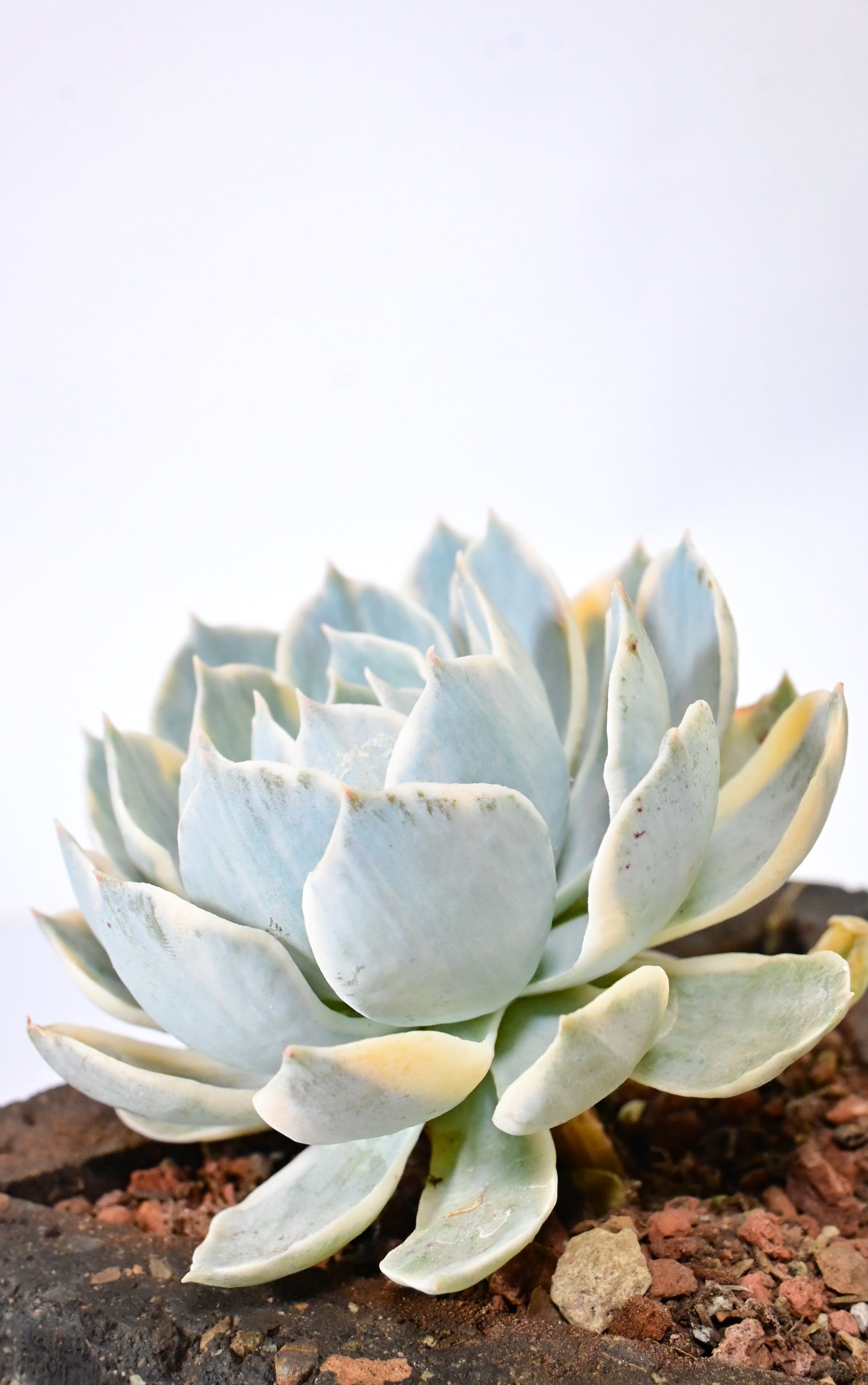 Echeveria Desmentiana Peakoki Variegada