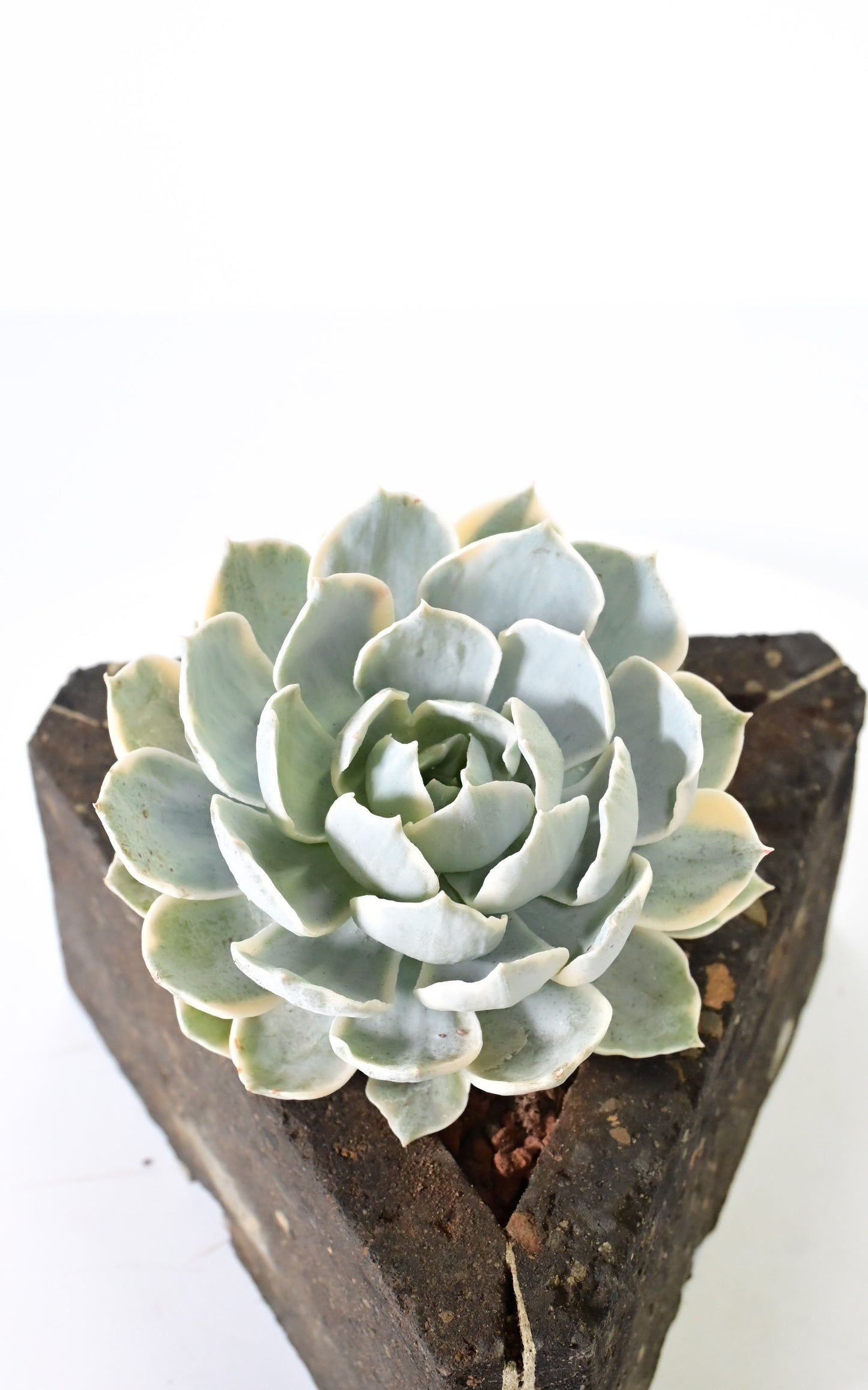 Echeveria Desmentiana Peakoki Variegada