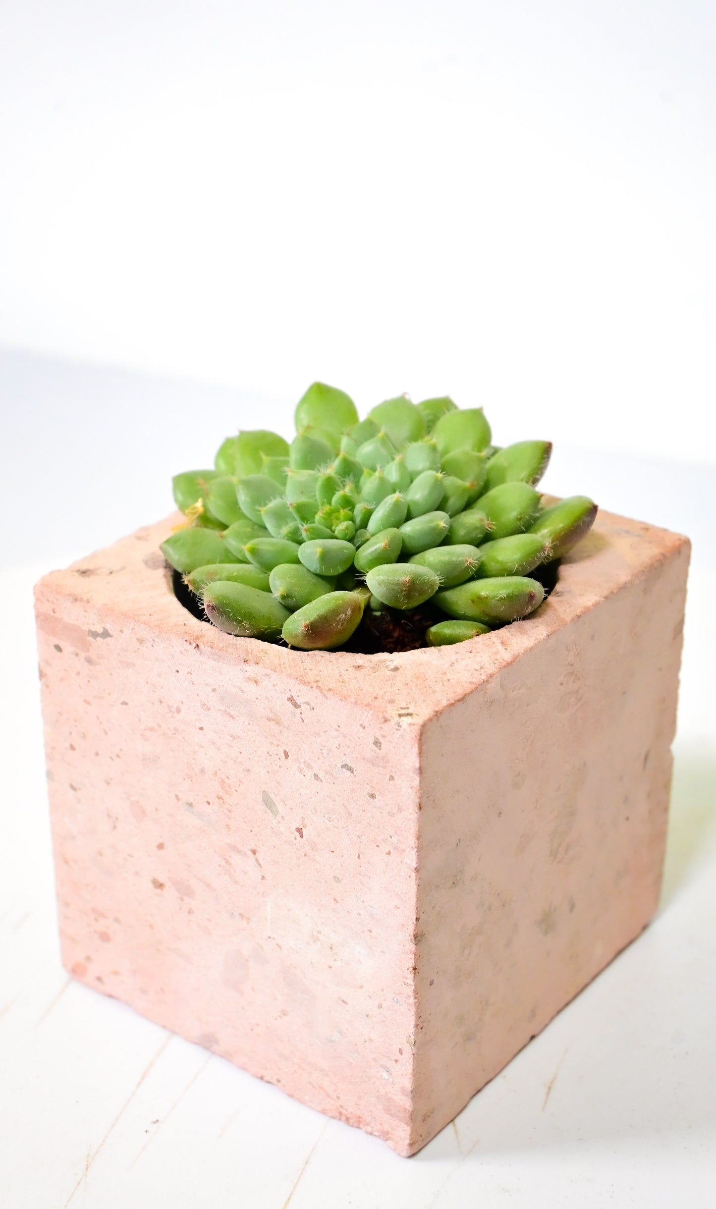 Echeveria setosa