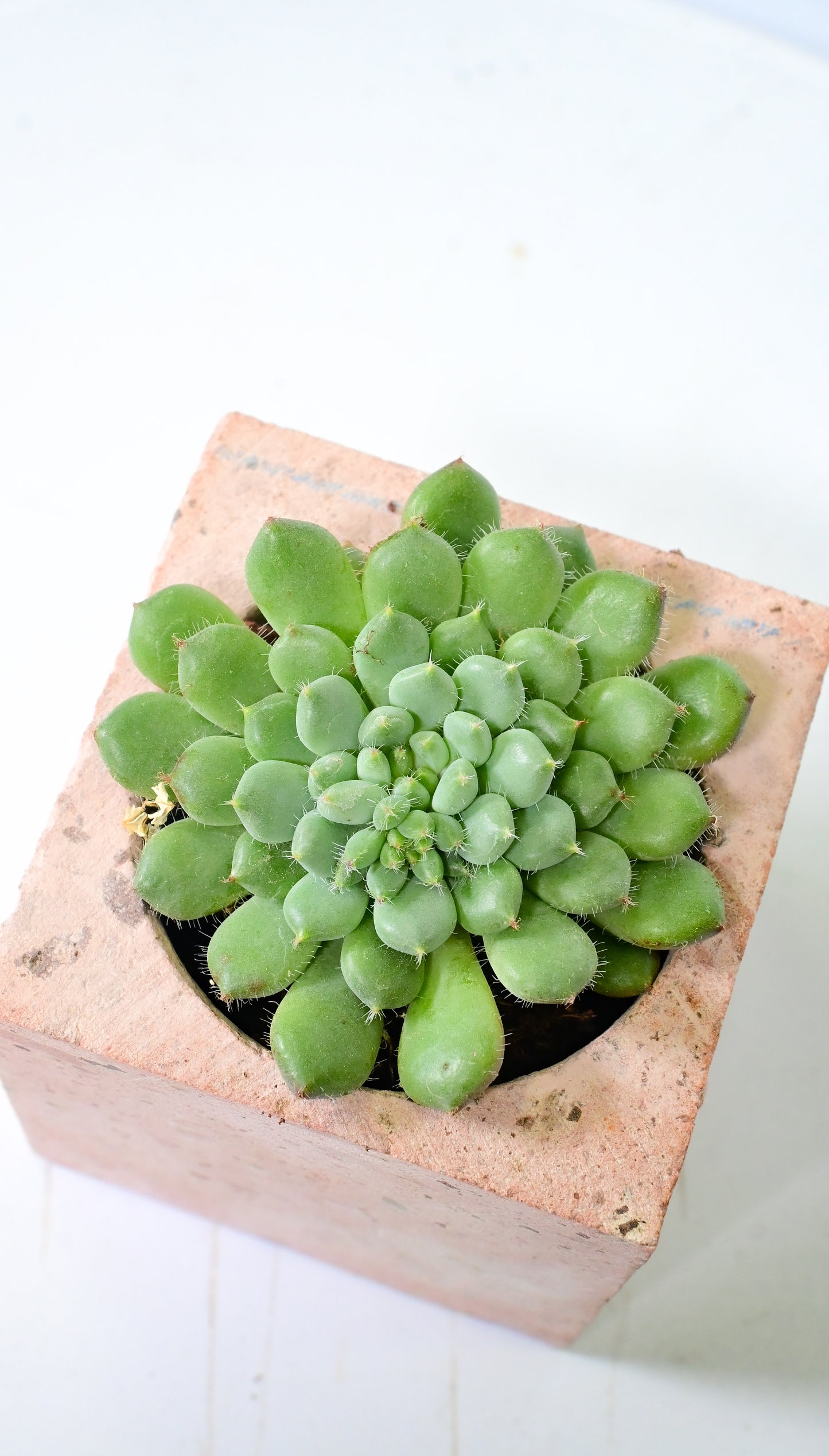 Echeveria setosa